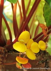 Begonia floccifera 2