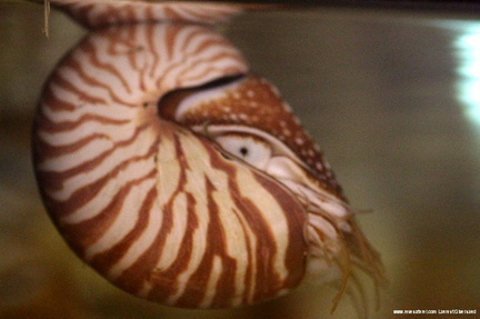 Nautilus macromphalus