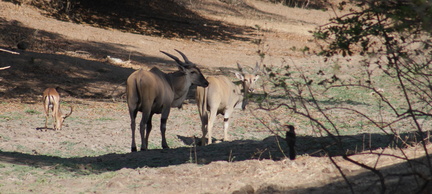 Taurotragus oryx 3