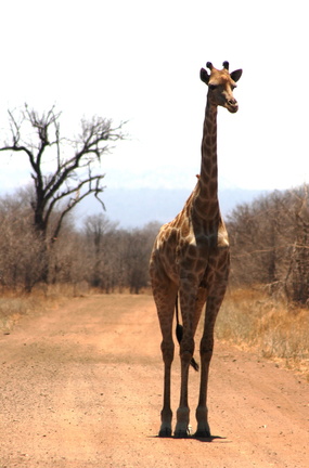 Giraffa camelopardalis 11