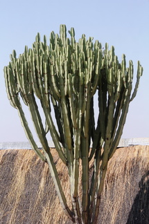 Euphorbia candelabrum 2