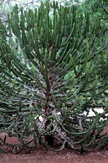Euphorbia cooperi 2