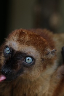 Eulemur macaco flavifrons