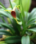 Masdevallia bicolor