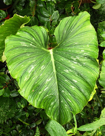 Philodendron mamei