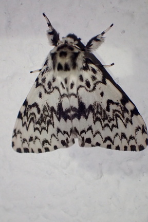 Lymantria monacha femelle