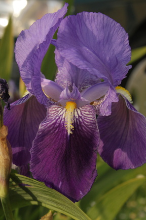 Iris germanica arpege